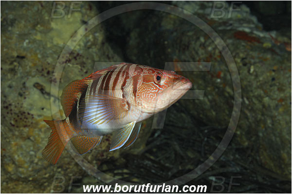 Island Korcula, Croatia, Adriatic sea, Mediterranean sea, Serranus scriba, Serranus, Serranidae, Painted comber, Fish