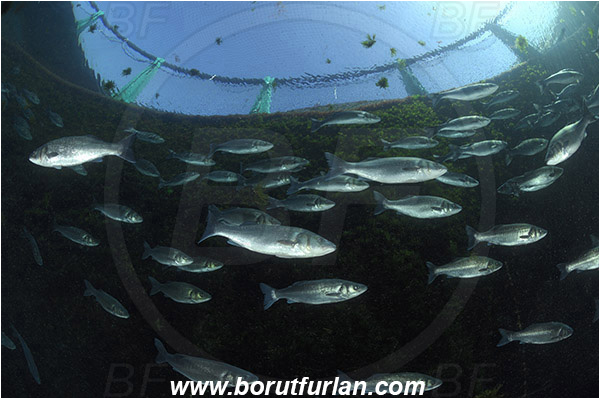 Secovlje, Slovenia, Adriatic sea, Mediterranean sea, Dicentrarchus labrax, Dicentrarchus, Moronidae, European seabass, Seabass, Fish, Fish school, Fish farm, Fish cage