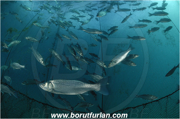 Secovlje, Slovenia, Adriatic sea, Mediterranean sea, Dicentrarchus labrax, Dicentrarchus, Moronidae, European seabass, Seabass, Fish, Fish school, Fish farm, Fish cage