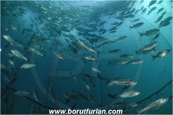 Secovlje, Slovenia, Adriatic sea, Mediterranean sea, Dicentrarchus labrax, Dicentrarchus, Moronidae, European seabass, Seabass, Fish, Fish school, Fish farm, Fish cage