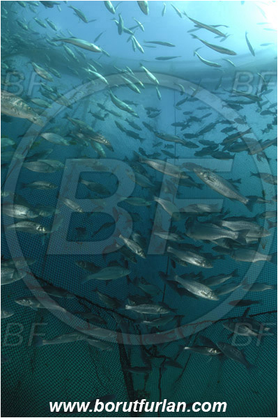 Secovlje, Slovenia, Adriatic sea, Mediterranean sea, Dicentrarchus labrax, Dicentrarchus, Moronidae, European seabass, Seabass, Fish, Fish school, Fish farm, Fish cage