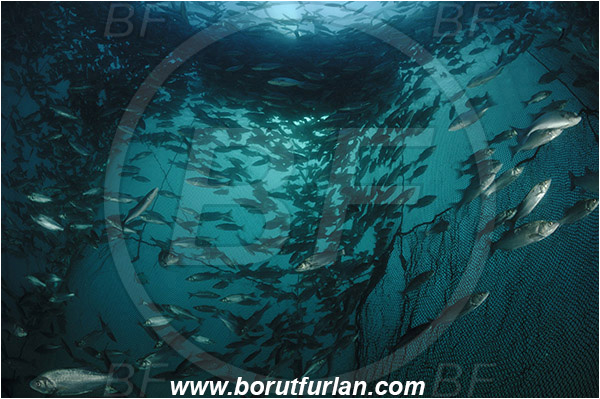 Secovlje, Slovenia, Adriatic sea, Mediterranean sea, Dicentrarchus labrax, Dicentrarchus, Moronidae, European seabass, Seabass, Fish, Fish school, Fish farm, Fish cage