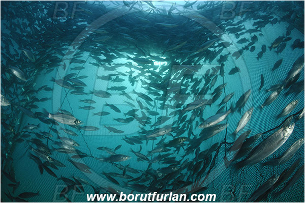 Secovlje, Slovenia, Adriatic sea, Mediterranean sea, Dicentrarchus labrax, Dicentrarchus, Moronidae, European seabass, Seabass, Fish, Fish school, Fish farm, Fish cage