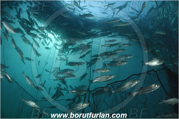Secovlje, Slovenia, Adriatic sea, Mediterranean sea, Dicentrarchus labrax, Dicentrarchus, Moronidae, European seabass, Seabass, Fish, Fish school, Fish farm, Fish cage