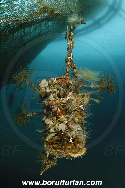 Secovlje, Slovenia, Adriatic sea, Mediterranean sea, Fish farm, Fish cage, Weight stone, Various benthic animals, Sabella spallanzanii, Sabella, Sabellidae, Mediterranean fanworm, Worm, Polychaeta