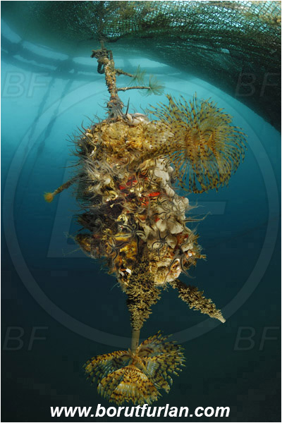Secovlje, Slovenia, Adriatic sea, Mediterranean sea, Fish farm, Fish cage, Weight stone, Various benthic animals, Sabella spallanzanii, Sabella, Sabellidae, Mediterranean fanworm, Worm, Polychaeta