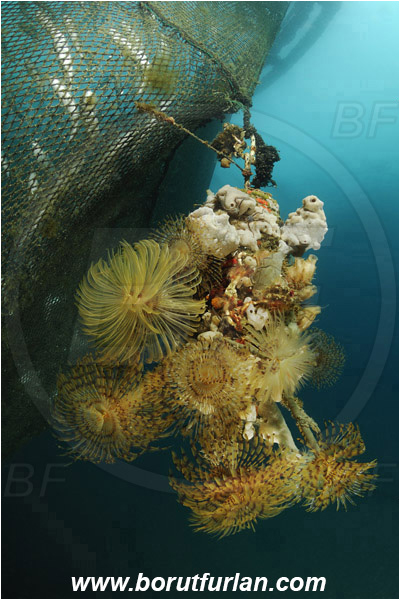 Secovlje, Slovenia, Adriatic sea, Mediterranean sea, Fish farm, Fish cage, Weight stone, Various benthic animals, Sabella spallanzanii, Sabella, Sabellidae, Mediterranean fanworm, Worm, Polychaeta