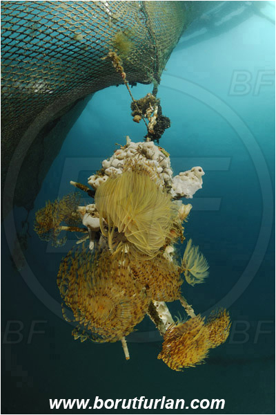 Secovlje, Slovenia, Adriatic sea, Mediterranean sea, Fish farm, Fish cage, Weight stone, Various benthic animals, Sabella spallanzanii, Sabella, Sabellidae, Mediterranean fanworm, Worm, Polychaeta