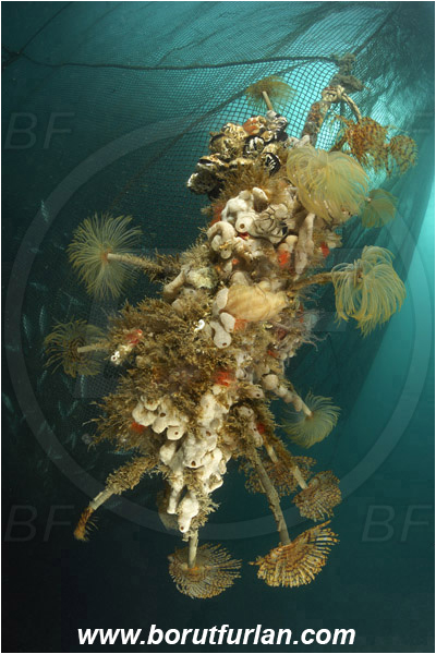 Secovlje, Slovenia, Adriatic sea, Mediterranean sea, Fish farm, Fish cage, Weight stone, Various benthic animals, Sabella spallanzanii, Sabella, Sabellidae, Mediterranean fanworm, Worm, Polychaeta