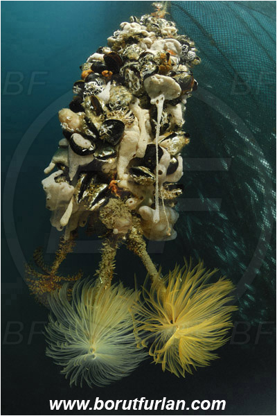 Secovlje, Slovenia, Adriatic sea, Mediterranean sea, Fish farm, Fish cage, Weight stone, Various benthic animals, Sabella spallanzanii, Sabella, Sabellidae, Mediterranean fanworm, Worm, Polychaeta