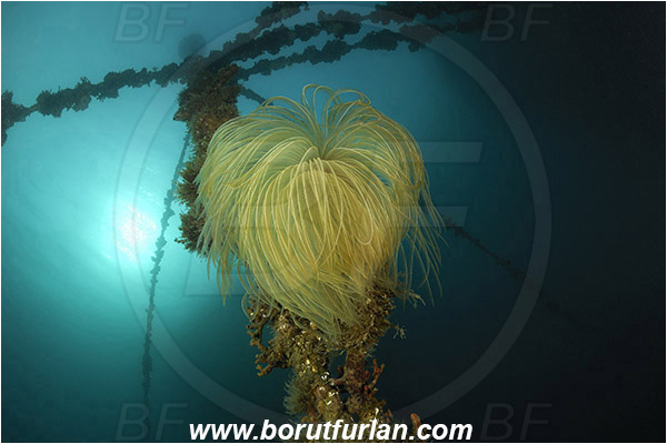 Secovlje, Slovenia, Adriatic sea, Mediterranean sea, Fish farm, Rope, Various benthic animals, Sabella spallanzanii, Sabella, Sabellidae, Mediterranean fanworm, Worm, Polychaeta