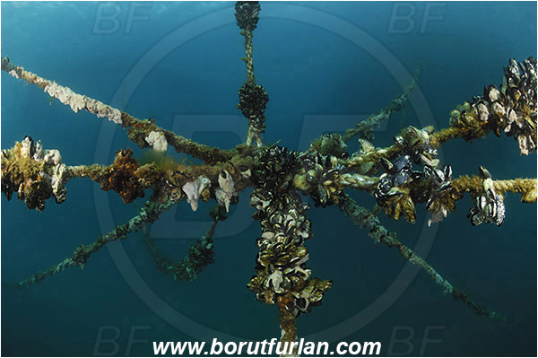 Secovlje, Slovenia, Adriatic sea, Mediterranean sea, Fish farm, Rope, Various benthic animals