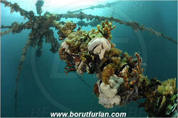 Secovlje, Slovenia, Adriatic sea, Mediterranean sea, Fish farm, Rope, Various benthic animals