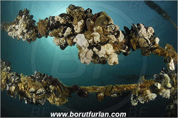 Secovlje, Slovenia, Adriatic sea, Mediterranean sea, Fish farm, Rope, Various benthic animals