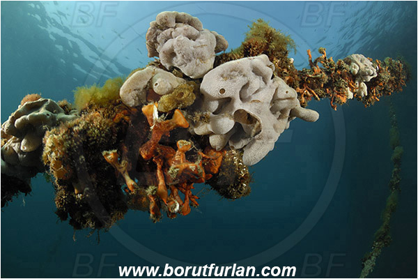 Secovlje, Slovenia, Adriatic sea, Mediterranean sea, Fish farm, Rope, Various benthic animals