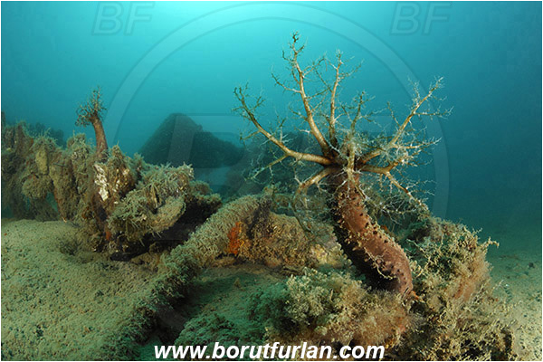 Secovlje, Slovenia, Adriatic sea, Mediterranean sea, Ocnus planci, Ocnus, Cucumariidae, Sea cucumber, Holothuroidea, Holothurian, Echinodermata, Echinoderm