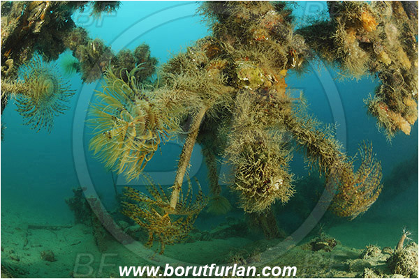 Secovlje, Slovenia, Adriatic sea, Mediterranean sea, Sabella spallanzanii, Sabella, Sabellidae, Mediterranean fanworm, Worm, Polychaeta, Wreck