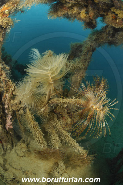Secovlje, Slovenia, Adriatic sea, Mediterranean sea, Sabella spallanzanii, Sabella, Sabellidae, Mediterranean fanworm, Worm, Polychaeta, Wreck