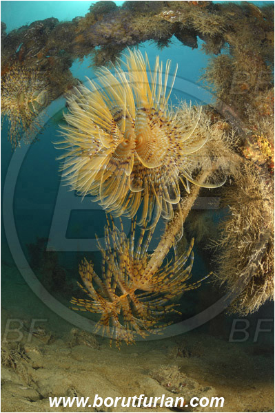 Secovlje, Slovenia, Adriatic sea, Mediterranean sea, Sabella spallanzanii, Sabella, Sabellidae, Mediterranean fanworm, Worm, Polychaeta, Wreck