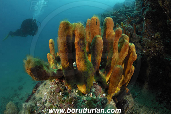 Piran, Slovenia, Adriatic sea, Mediterranean sea, Aplysina aerophoba, Aplysina, Aplysinidae, Yellow Tube Sponge, Golden Sponge, Sponge, Porifera, Reef, Diver