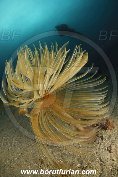 Piran, Slovenia, Adriatic sea, Mediterranean sea, Sabella spallanzanii, Sabella, Sabellidae, Mediterranean fanworm, Worm, Polychaeta, Reef, Diver