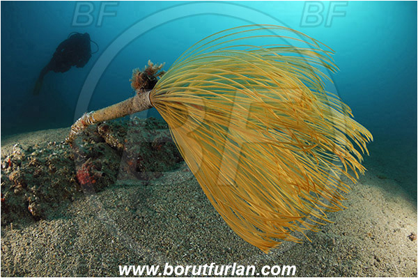 Piran, Slovenia, Adriatic sea, Mediterranean sea, Sabella spallanzanii, Sabella, Sabellidae, Mediterranean fanworm, Worm, Polychaeta, Reef, Diver