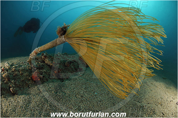 Piran, Slovenia, Adriatic sea, Mediterranean sea, Sabella spallanzanii, Sabella, Sabellidae, Mediterranean fanworm, Worm, Polychaeta, Reef, Diver
