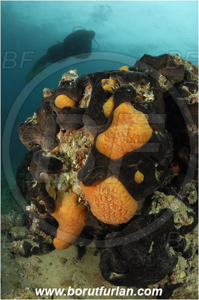 Piran, Slovenia, Adriatic sea, Mediterranean sea, Aplidium conicum, Aplidium, Polyclinidae, Colony of tunicates, Conical sea squirt, Sea squirt, Ascidiacea, Tunicata, Tunicate, Chondrosia reniformis, Chondrosia, Chondrosiidae, Leather sponge, Kidney sponge, Sponge, Porifera, Reef, Diver
