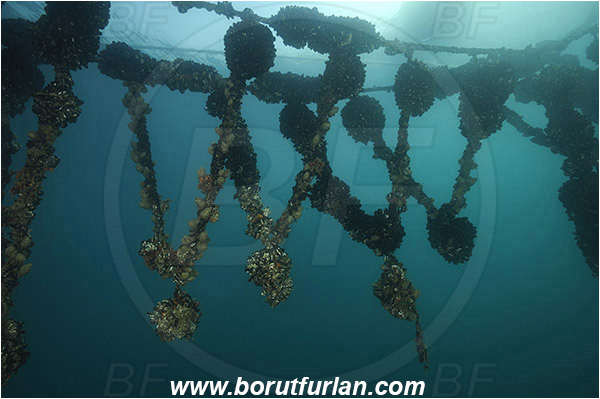 Secovlje, Slovenia, Adriatic sea, Mediterranean sea, Mytilus galloprovincialis, Mytilus, Mytilidae, Bivalvia, Mollusca, Mollusc, Mediterranean mussel, Mussel, Shell, Mussel farm, Mussels attached on a rope, Rope