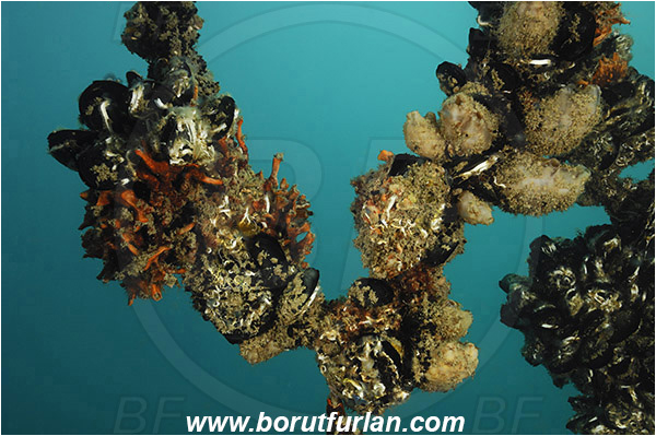 Secovlje, Slovenia, Adriatic sea, Mediterranean sea, Fish farm, Rope, Various benthic animals