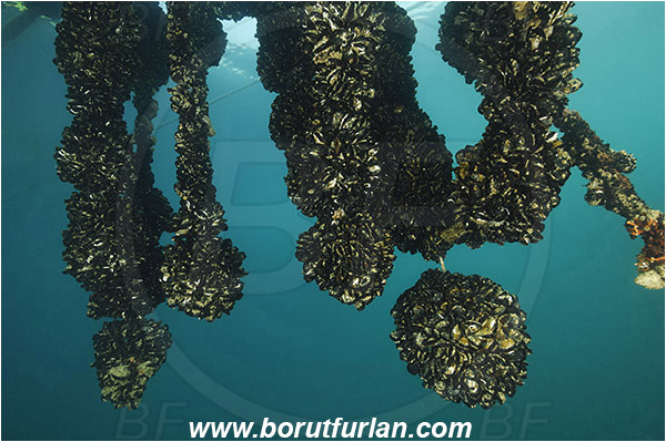 Secovlje, Slovenia, Adriatic sea, Mediterranean sea, Mytilus galloprovincialis, Mytilus, Mytilidae, Bivalvia, Mollusca, Mollusc, Mediterranean mussel, Mussel, Shell, Mussel farm, Mussels attached on a rope, Rope