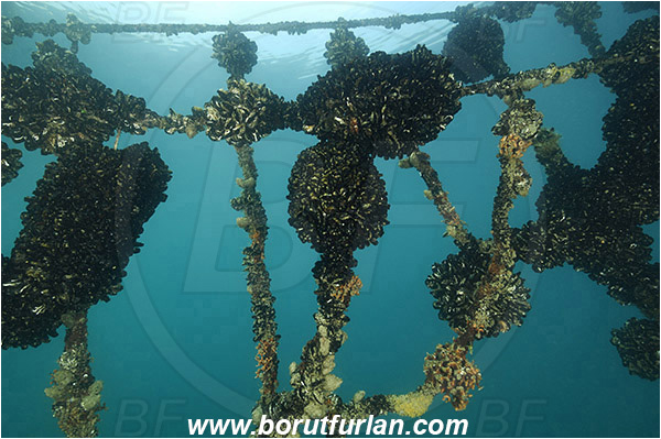 Secovlje, Slovenia, Adriatic sea, Mediterranean sea, Mytilus galloprovincialis, Mytilus, Mytilidae, Bivalvia, Mollusca, Mollusc, Mediterranean mussel, Mussel, Shell, Mussel farm, Mussels attached on a rope, Rope