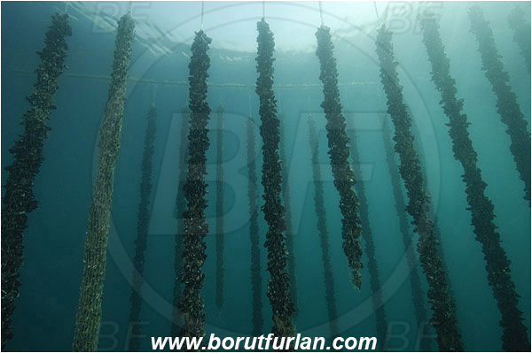 Secovlje, Slovenia, Adriatic sea, Mediterranean sea, Mytilus galloprovincialis, Mytilus, Mytilidae, Bivalvia, Mollusca, Mollusc, Mediterranean mussel, Mussel, Shell, Mussel farm, Mussels attached on a rope