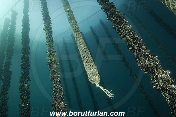 Secovlje, Slovenia, Adriatic sea, Mediterranean sea, Mytilus galloprovincialis, Mytilus, Mytilidae, Bivalvia, Mollusca, Mollusc, Mediterranean mussel, Mussel, Shell, Mussel farm, Mussels attached on a rope