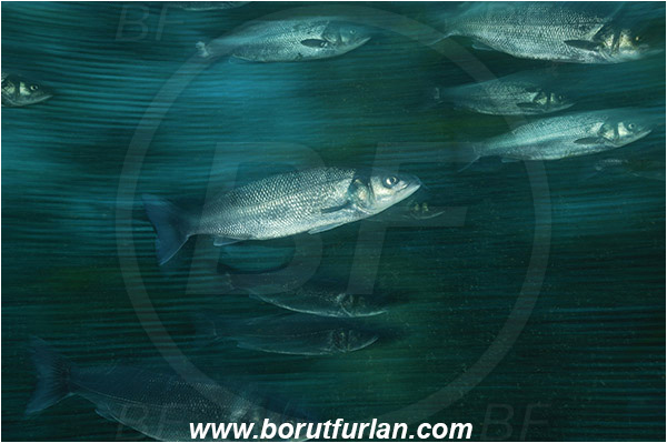 Secovlje, Slovenia, Adriatic sea, Mediterranean sea, Dicentrarchus labrax, Dicentrarchus, Moronidae, European seabass, Seabass, Fish, Fish school, Fish farm, Fish cage