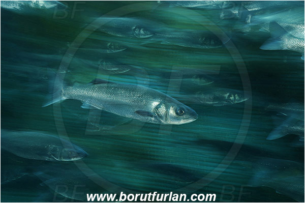 Secovlje, Slovenia, Adriatic sea, Mediterranean sea, Dicentrarchus labrax, Dicentrarchus, Moronidae, European seabass, Seabass, Fish, Fish school, Fish farm, Fish cage