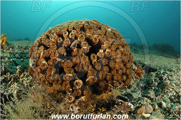 Piran, Slovenia, Adriatic sea, Mediterranean sea, Cladocora caespitosa, Cladocora, Family: Scleractinia incertae sedis, Mediterranean pillow coral, Coral, Anthozoa, Cnidaria, Cnidarian, Reef