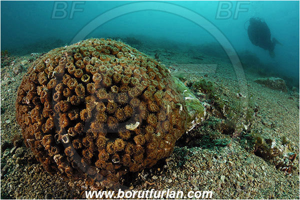 Piran, Slovenia, Adriatic sea, Mediterranean sea, Cladocora caespitosa, Cladocora, Family: Scleractinia incertae sedis, Mediterranean pillow coral, Coral, Anthozoa, Cnidaria, Cnidarian, Reef, Diver