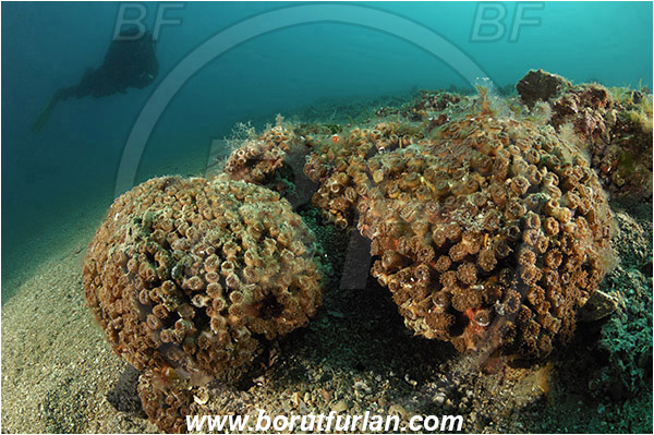 Piran, Slovenia, Adriatic sea, Mediterranean sea, Cladocora caespitosa, Cladocora, Family: Scleractinia incertae sedis, Mediterranean pillow coral, Coral, Anthozoa, Cnidaria, Cnidarian, Reef, Diver