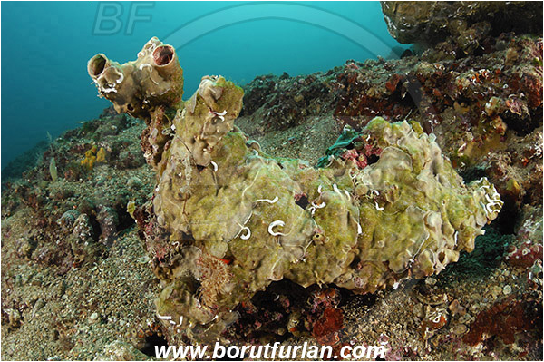 Piran, Slovenia, Adriatic sea, Mediterranean sea, Schizobrachiella sp., Schizobrachiella, Schizoporellidae, Encrusting bryozoan, Bryozoa, Bryozoan, Reef