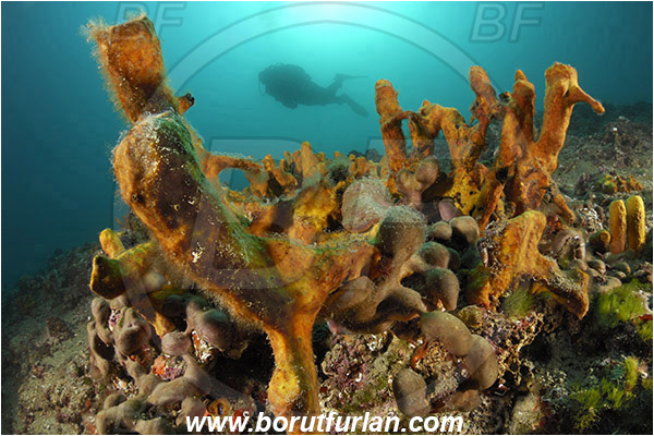 Piran, Slovenia, Adriatic sea, Mediterranean sea, Aplysina aerophoba, Aplysina, Aplysinidae, Yellow Tube Sponge, Golden Sponge, Sponge, Porifera, Reef, Diver