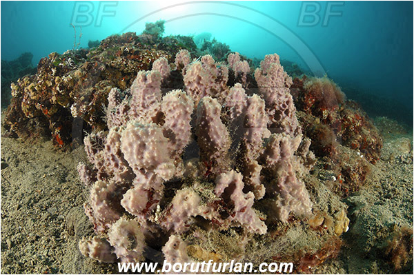 Piran, Slovenia, Adriatic sea, Mediterranean sea, Dysidea fragilis, Dysidea, Dysideidae, Brittle horny sponge, Sponge, Porifera, Reef