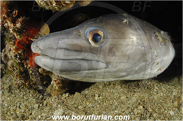 Piran, Slovenia, Adriatic sea, Mediterranean sea, Conger conger, Conger, Congridae, European conger, Fish, Portrait, Reef