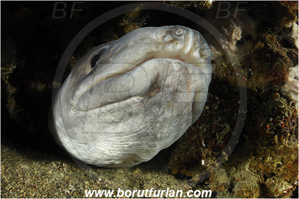 Piran, Slovenia, Adriatic sea, Mediterranean sea, Conger conger, Conger, Congridae, European conger, Fish, Portrait, Reef