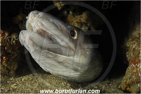 Piran, Slovenia, Adriatic sea, Mediterranean sea, Conger conger, Conger, Congridae, European conger, Fish, Portrait, Reef