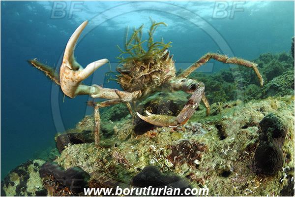 Piran, Slovenia, Adriatic sea, Mediterranean sea, Maja squinado, Maja, Majidae, Decapoda, Crustacea, Crustacean, Common spider crab, Crab, Male, Reef