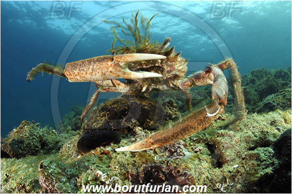 Piran, Slovenia, Adriatic sea, Mediterranean sea, Maja squinado, Maja, Majidae, Decapoda, Crustacea, Crustacean, Common spider crab, Crab, Male, Reef