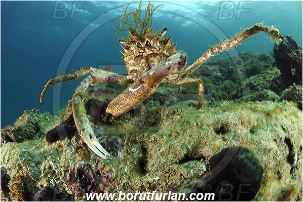 Piran, Slovenia, Adriatic sea, Mediterranean sea, Maja squinado, Maja, Majidae, Decapoda, Crustacea, Crustacean, Common spider crab, Crab, Male, Reef