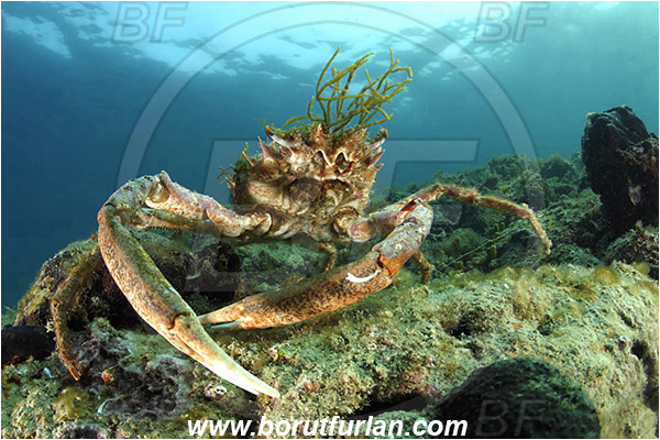 Piran, Slovenia, Adriatic sea, Mediterranean sea, Maja squinado, Maja, Majidae, Decapoda, Crustacea, Crustacean, Common spider crab, Crab, Male, Reef