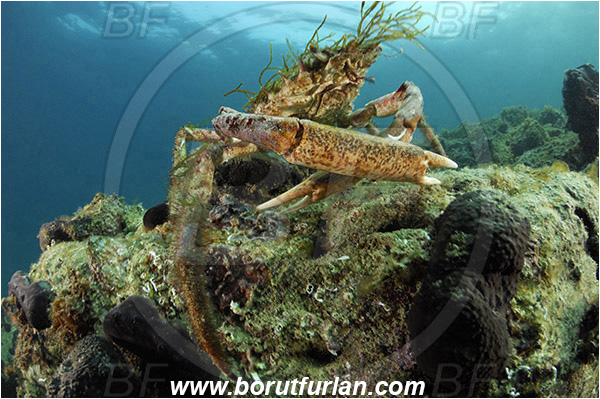 Piran, Slovenia, Adriatic sea, Mediterranean sea, Maja squinado, Maja, Majidae, Decapoda, Crustacea, Crustacean, Common spider crab, Crab, Male, Reef